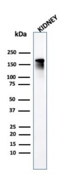 ACE/CD143 Antibody (ACE/3765) - Azide and BSA Free, Novus Biologicals 100